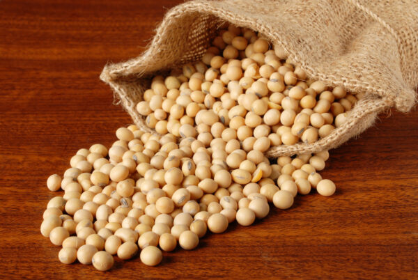 Soybeans - Annapushti Enterprise Private Limited