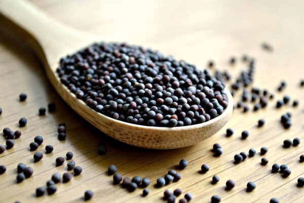 Mustard Seeds - Annapushti Enterprise Private Limited