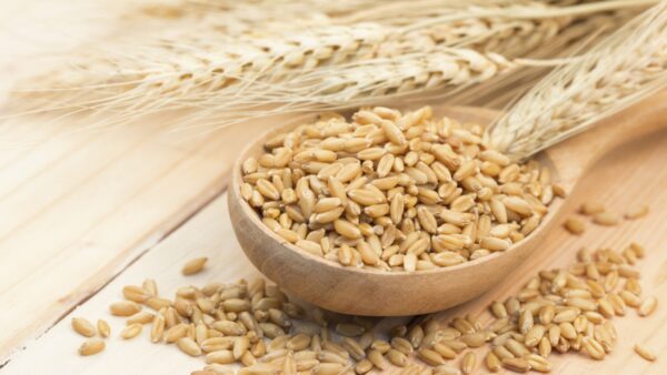 Barley - Annapushti Enterprise Private Limited