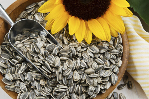 Sunflower Seeds- Annapushti Enterprise Private Limited